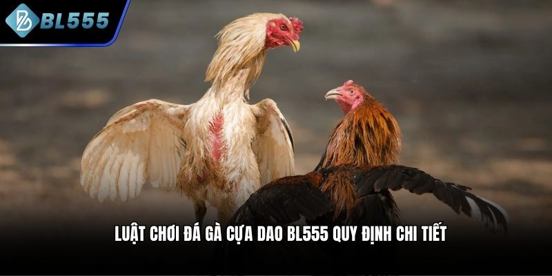 Luật chơi đá gà cựa dao BL555 quy định chi tiết