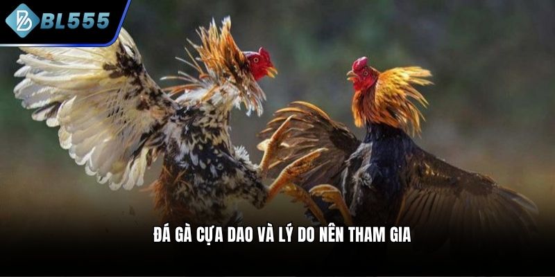 Đá gà cựa dao và lý do nên tham gia