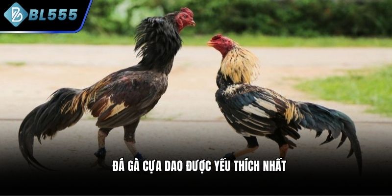 Đá gà cựa dao được yếu thích nhất